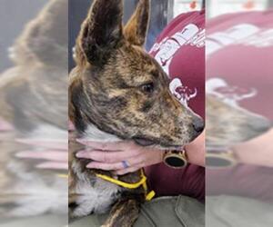 German Shepherd Dog-Unknown Mix Dogs for adoption in Temple, TX, USA