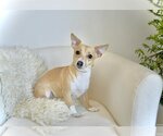 Small Photo #9 Chiweenie Puppy For Sale in Arlington, VA, USA