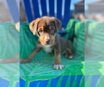Small #6 Australian Shepherd Mix