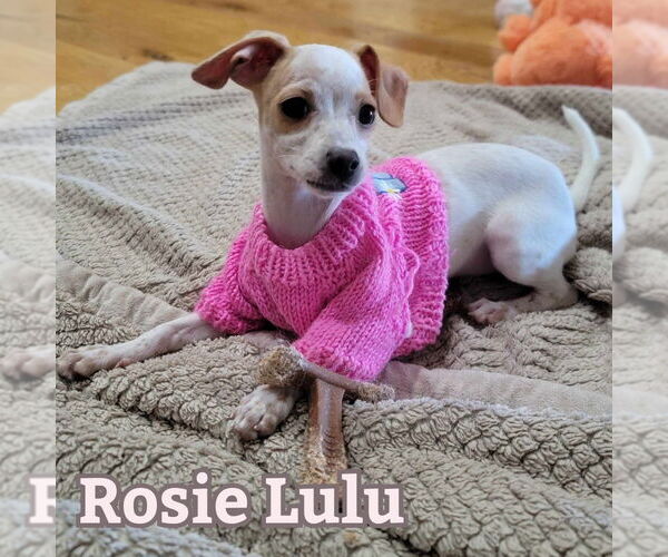 Medium Photo #13 Chiweenie Puppy For Sale in San Antonio, TX, USA