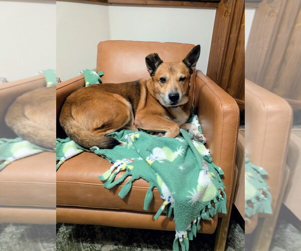 Medium Photo #3 Mutt Puppy For Sale in Salt Lake City, UT, USA