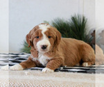 Small #2 Goldendoodle