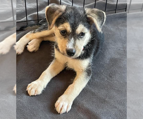 Medium Photo #4 Mutt Puppy For Sale in Brooklyn Center, MN, USA