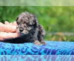 Small #2 Poodle (Toy)