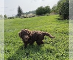 Small #1 Poodle (Standard)