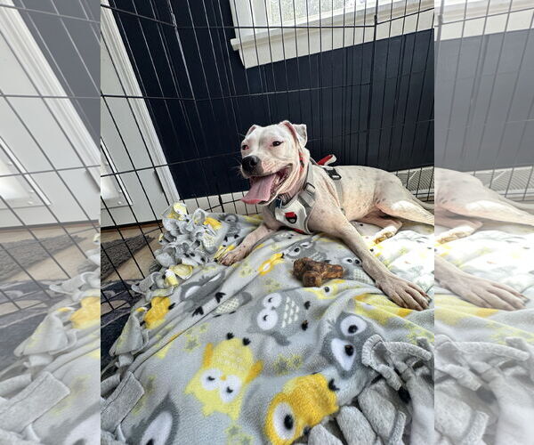 Medium Photo #3 American Pit Bull Terrier-Unknown Mix Puppy For Sale in Plainfield, IL, USA