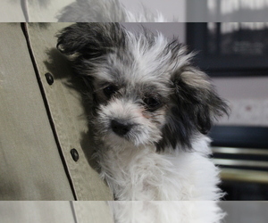 Ewokian Puppy for sale in SEARS, MI, USA