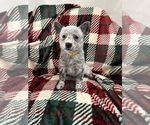 Puppy Puppy 5 Australian Cattle Dog