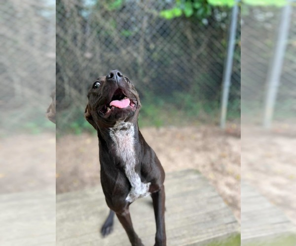 Medium Photo #9 Labrador Retriever-Unknown Mix Puppy For Sale in Orangeburg, SC, USA