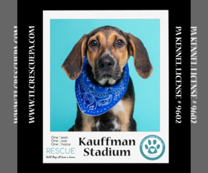 Coonhound-Labrador Retriever Mix Dogs for adoption in Kimberton, PA, USA