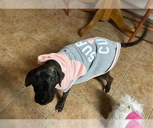Medium Photo #1 Boxer Puppy For Sale in San Antonio, TX, USA