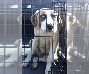 Anatolian Shepherd Dogs for adoption in Oklahoma City, OK, USA