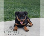 Small #1 Rottweiler