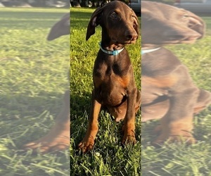 Doberman Pinscher Puppy for sale in POMEROY, OH, USA