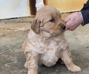 Medium Golden Retriever