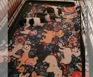 Shih-Poo Puppy for sale in HOBART, IN, USA