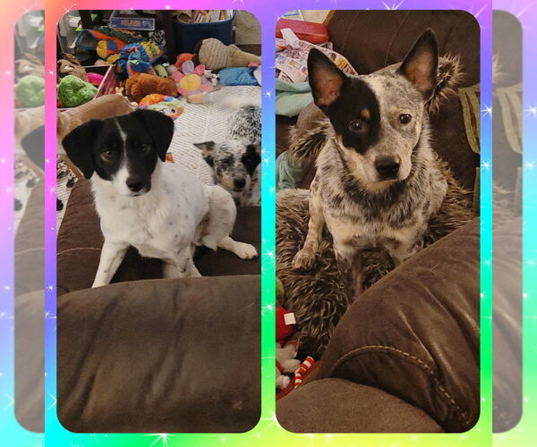 Medium Photo #12 Mutt Puppy For Sale in FAIRLAWN, OH, USA