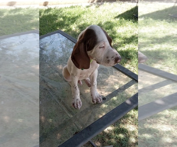 Medium Photo #3 German Shorthaired Pointer Puppy For Sale in STRATHMORE, CA, USA