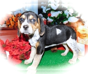 Beagle-Treeing Walker Coonhound Mix Puppy for sale in HAMMOND, IN, USA