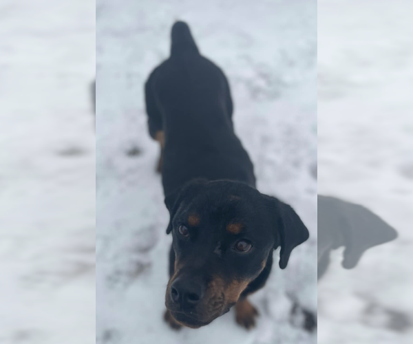 Medium Photo #6 Rottweiler Puppy For Sale in Hillsboro, NH, USA