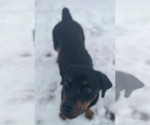 Small #5 Rottweiler