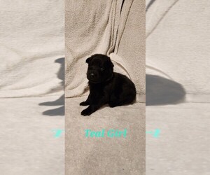German Shepherd Dog Puppy for sale in PHILO, IL, USA
