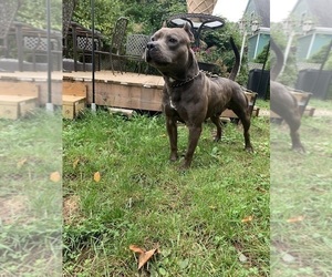 Father of the American Pit Bull Terrier puppies born on 01/29/2026