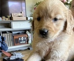 Small Photo #3 Golden Retriever Puppy For Sale in POWERS, OR, USA