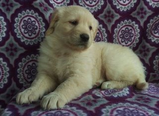 Golden Retriever Puppy for sale in HONEY BROOK, PA, USA