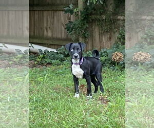 Chimation Dogs for adoption in Virginia Beach, VA, USA