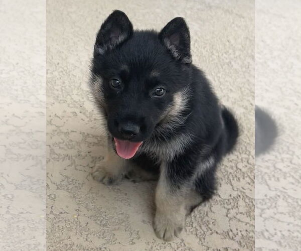 Medium Photo #1 German Shepherd Dog-Unknown Mix Puppy For Sale in The Woodlands, TX, USA