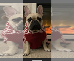 Small Photo #19 French Bulldog Puppy For Sale in NORTH LAS VEGAS, NV, USA