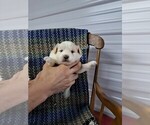 Small Photo #8 Pookimo Puppy For Sale in CLARE, MI, USA