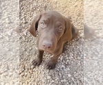 Small Photo #27 German Shorthaired Pointer Puppy For Sale in GRAND ISLAND, NE, USA