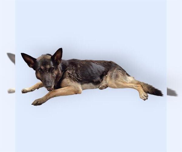 Medium Photo #1 German Shepherd Dog Puppy For Sale in Bakersfield, CA, USA