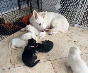 German Shepherd Dog Puppy for Sale in BRUNSWICK, Georgia USA