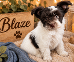 Puppy Blaze Yorkshire Terrier