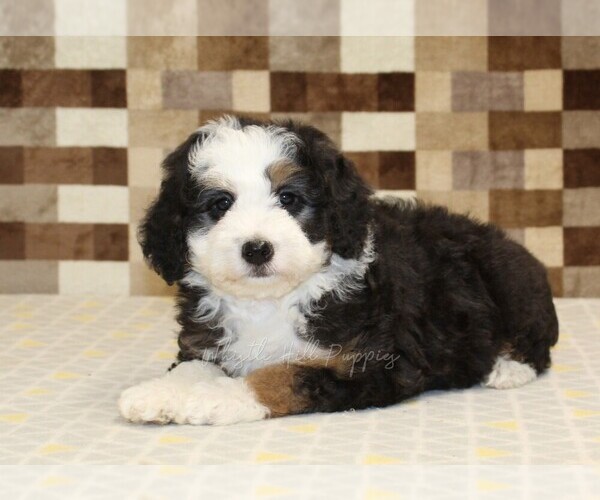 Medium Photo #2 Bernedoodle (Miniature) Puppy For Sale in DENVER, PA, USA