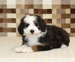 Small #1 Bernedoodle (Miniature)