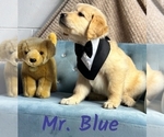 Puppy Puppy 1 Golden Retriever