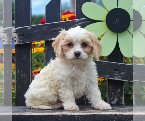Medium Photo #3 Bichon Frise-Cavachon Mix Puppy For Sale in GORDONVILLE, PA, USA