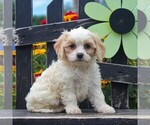 Small Photo #3 Bichon Frise-Cavachon Mix Puppy For Sale in GORDONVILLE, PA, USA