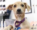 Small #5 Labrador Retriever Mix