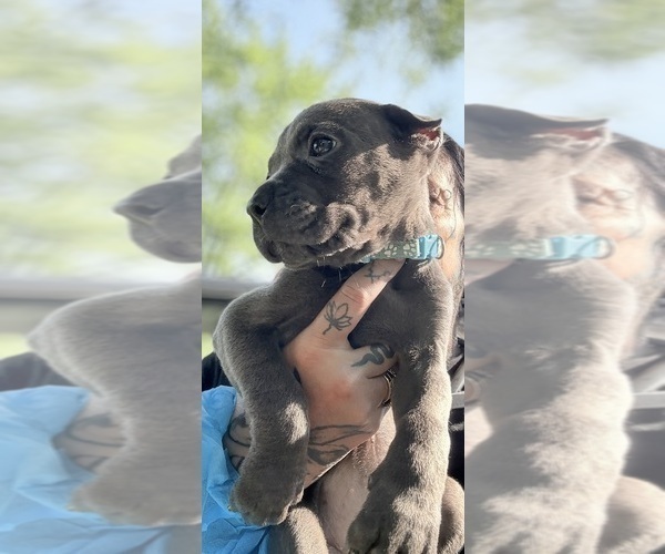 Medium Photo #22 Cane Corso Puppy For Sale in ANDERSON, IN, USA