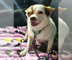 Chihuahua Dogs for adoption in Arlington, VA, USA