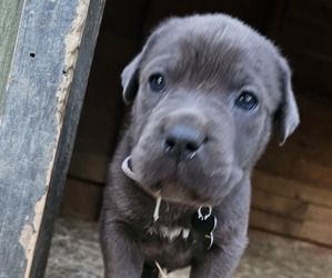 Cane Corso Puppy for sale in BIRMINGHAM, AL, USA
