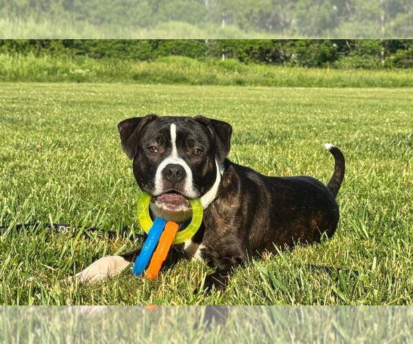 Medium Photo #3 Mutt Puppy For Sale in Gloversville, NY, USA