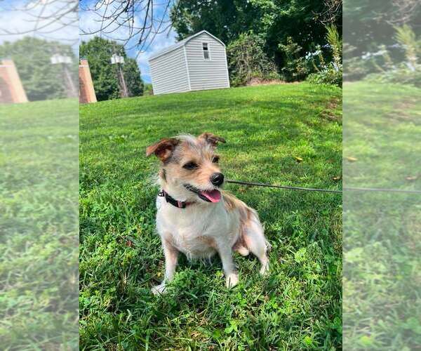 Medium Photo #2 Mutt Puppy For Sale in Candler, NC, USA