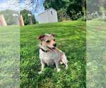 Small #1 Mutt