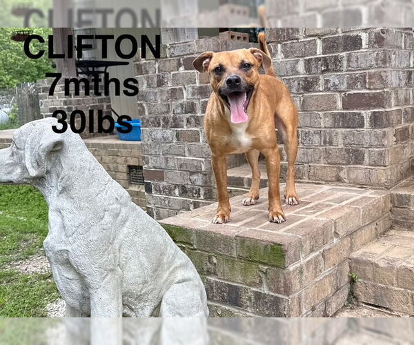 Medium Photo #1 Boxer-Unknown Mix Puppy For Sale in Woodbury, NY, USA